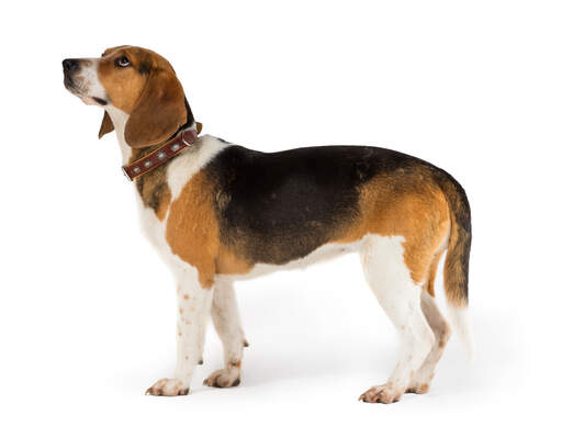 En sida på en frisk vuxen beagle