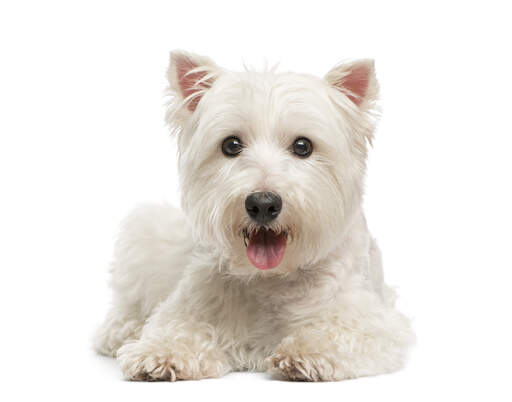 En närbild av en west highland terriers typiska rosa öron och vackra öGon.