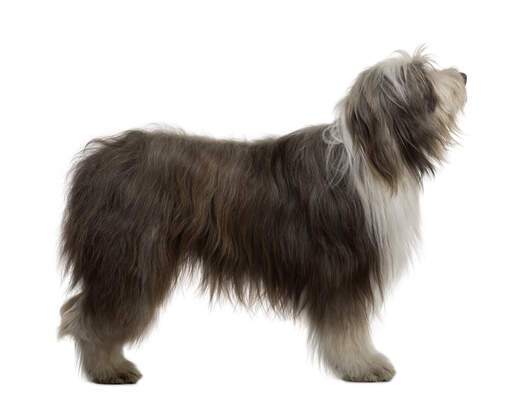 A side on of an adult Bearded Collie with a lovely thick coat