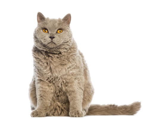 The Silkirk Rex cat has wonderful yellow coloured eyes.