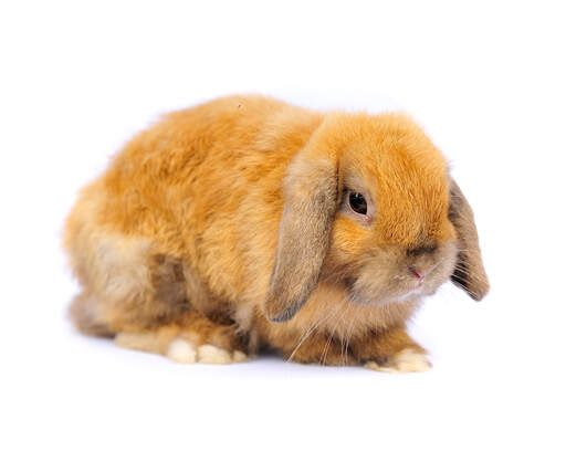 En fransk lop-kanin med vacker rävfärgad päls