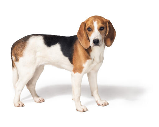En frisk, ung beagle som står upp