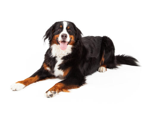 An excited adult Bernese Mountain Dog with a healthy coat