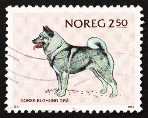 En norsk elghund på et norsk frimærke