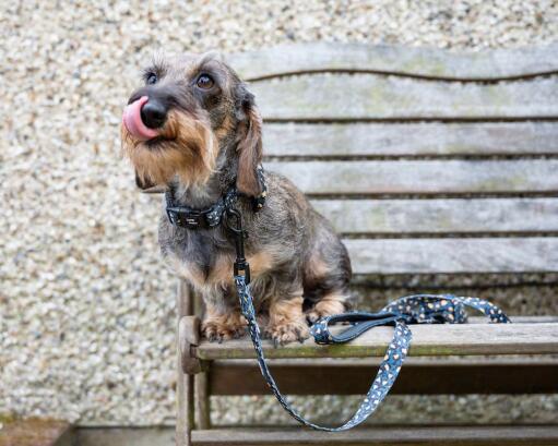 Hund i en benk med hans leoparddesign halsbånd og bly
