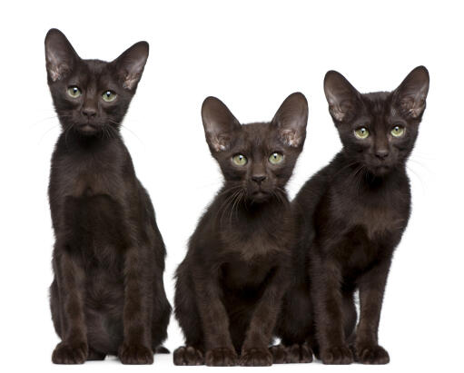 Tre havannabruna kattungar som sitter prydligt på rad