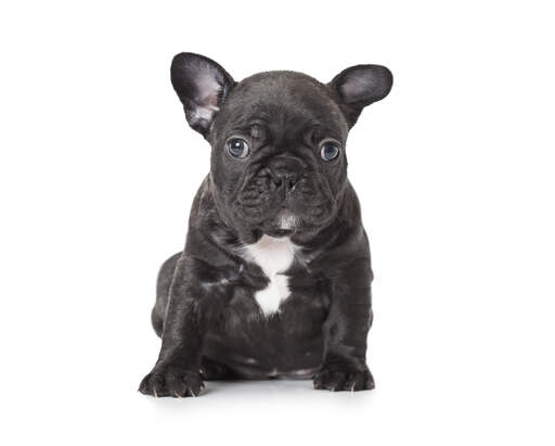 En ung fransk bulldoggvalp med en vacker svartvit päls