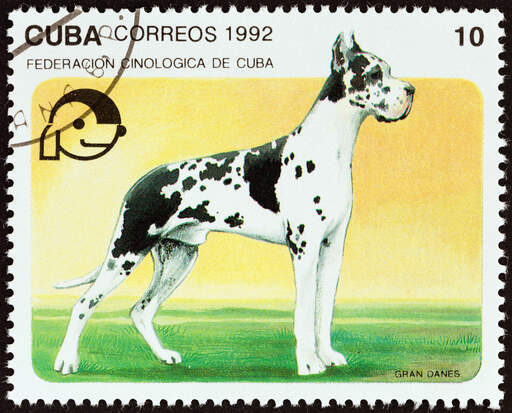 A Great Dane on a Cuban stamp