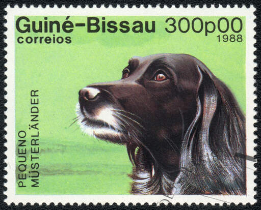 Un petit munsterlander sur un timbre ouest-africain