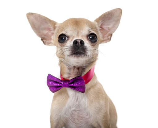 A cheeky chihuahua looking alert in a splendid bow tie