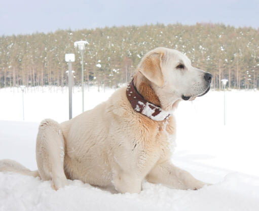 A wonderful adult Turkish Kangal Dog lying down in the snow