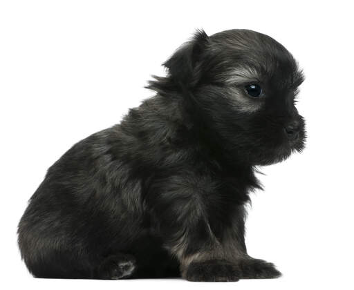 Een mooie, kleine lowchen puppy met een zachte, zwarte vacht