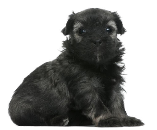 Een zwarte lowchen puppy die netjes zit, geduldig wachtend op wat aandacht