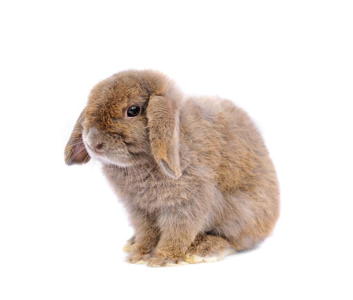 Les merveilleuses oreilles tombantes d'un lapin français
