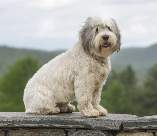 En ung polsk lowland sheepdog med en underbar kort tjock päls