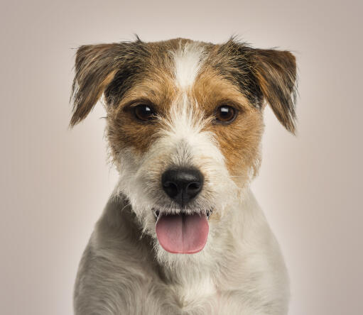 En närbild av en parson russell terriers otroligt trådiga päls