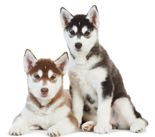 Twee alaska malamute puppies, zeer tevreden in elkaars gezelschap