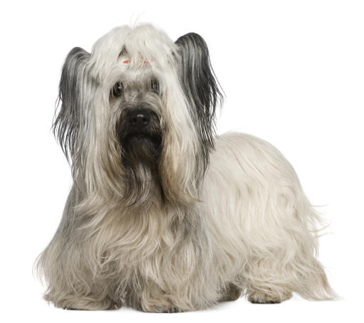 A Skye Terrier with a beautiful soft, white coat