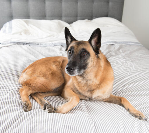 A healthy, adult Belgian Malinois lying comfortably on it's owner's bed