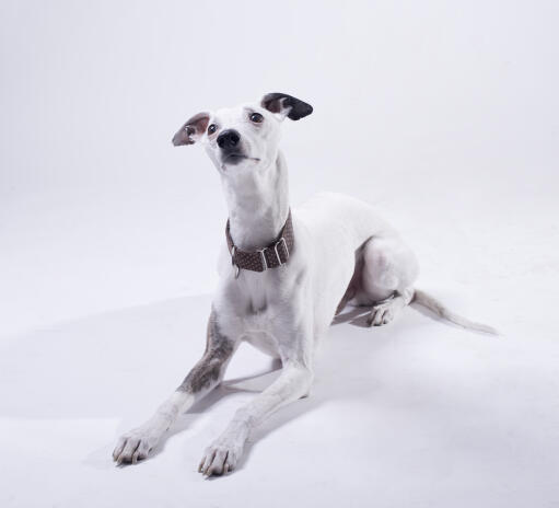 An inquisitive little grey Whippet lying neatly awaiting some attention from it's owner