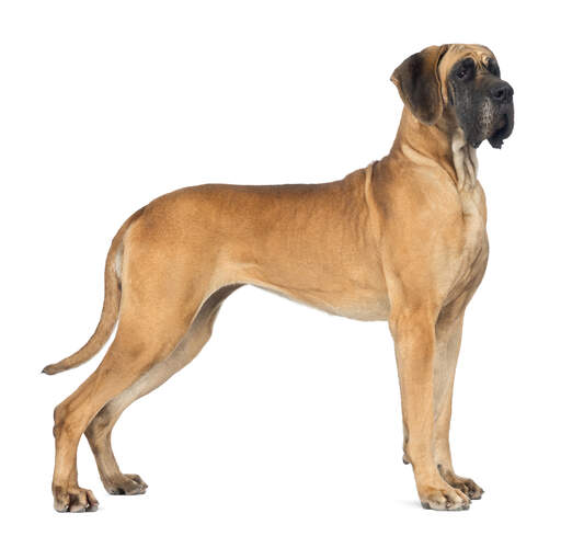 En vacker dogge som står högt och visar upp sin otroligt långa, långa och muskulösa kropp.