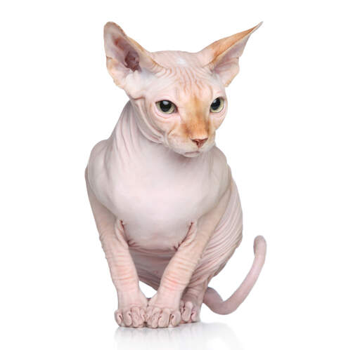 Un chat sphynx avec un duvet de gingembre sur le nez et les oreilles