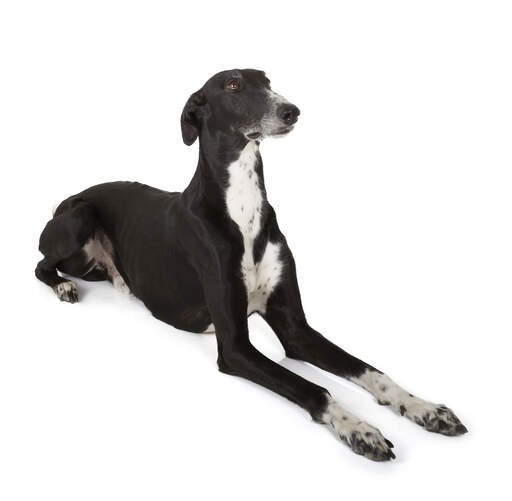 Ein junger erwachsener windhund mit einem schönen kurzen, schwarz-weißen fell
