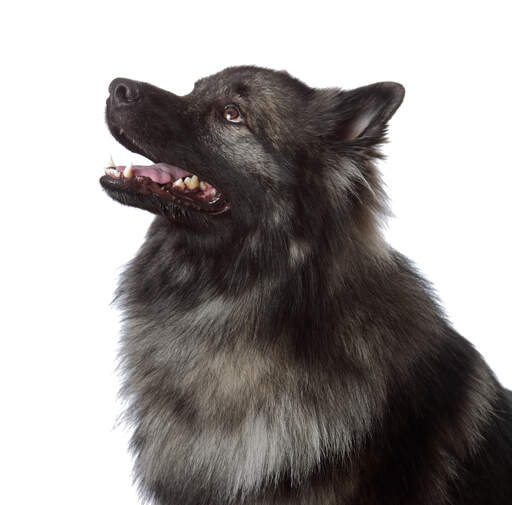 A striking young male Keeshond awaiting a command from it's owner