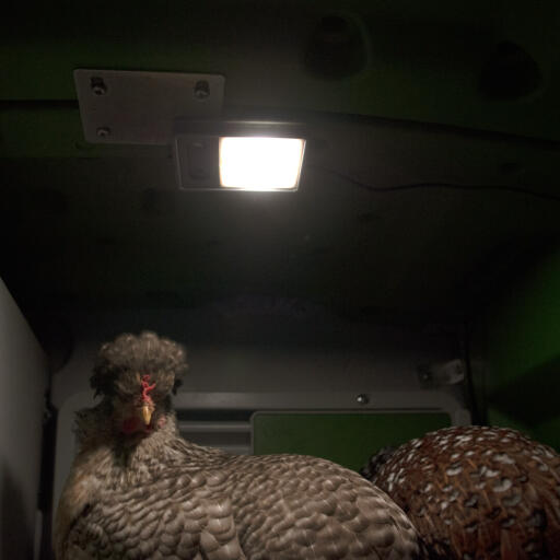 Kurczęta w Eglu Cube duży kurnik i wybieg z włączonym oświetleniem kurnika