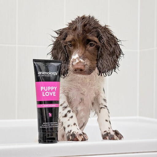 Springer Spaniel Dog in bath with Animology Puppy Love Shampoo