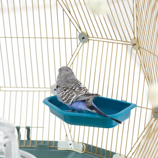 Budgie in bird bath in Geo bird cage with Gold cage and teal base