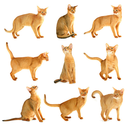 En vacker abyssinian katt i olika poser