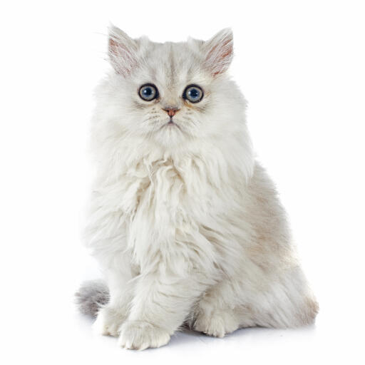 Un adorable chaton persan chinchilla