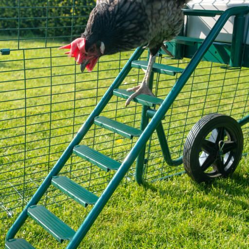 Kyckling som klättrar ner Omlet Eglu Cube stege för hönshus och hönsgård