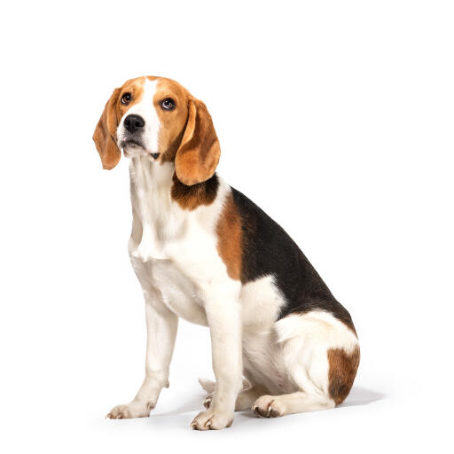 En ung vuxen beagle med en mycket välskött päls