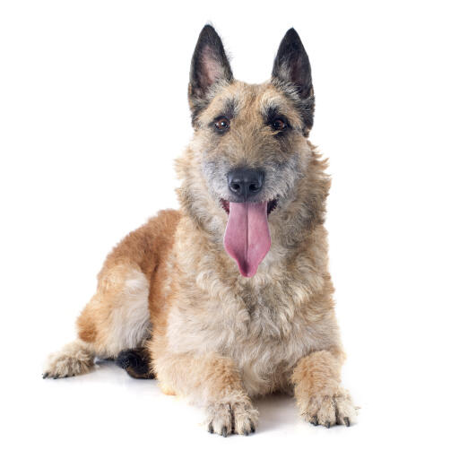 En glad belgisk herdehund (laekenois) som ligger ner