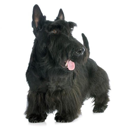 En frisk, vuxen skotsk terrier med en vacker tjock, svart päls