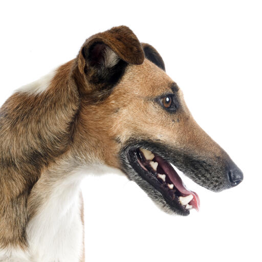 A close up of a Smooth Fox Terrier's wonderful long nose