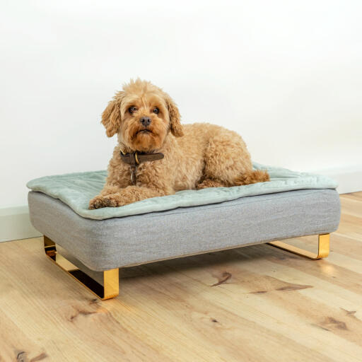 Cane seduto su Omlet Topology letto per cani con copertura trapuntata topper e Gold piedi ferroviari