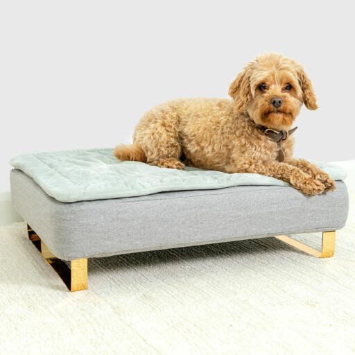 Cane seduto su Omlet Topology letto per cani con copertura trapuntata topper e Gold rail feet