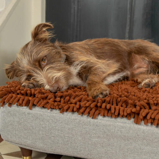 Dog laying on Omlet Topology Dog Bed with Microfiber Topper with Brass Cap Wooden Feet