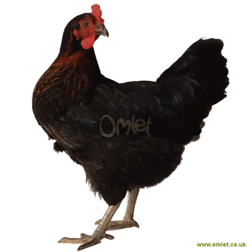 Il pollo Omlet Miss pepperpot in piedi su uno sfondo bianco.