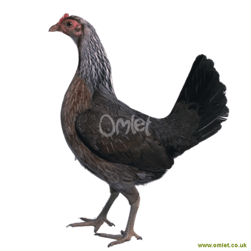 Old english game - duck wing female