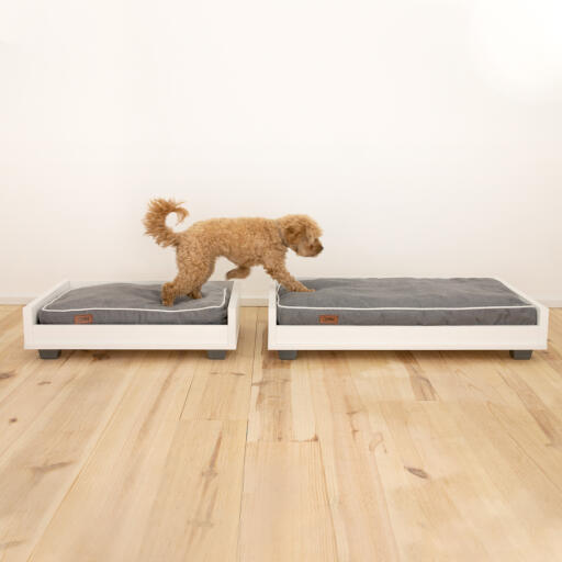 Mały brązowy pies wchodzący między małą i średnią szaro-białą sofę