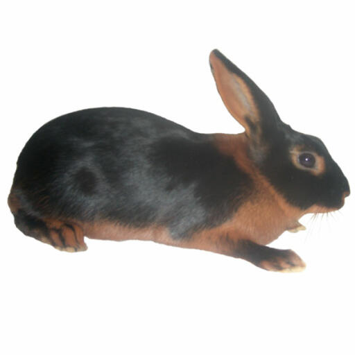 Conejo de color canela