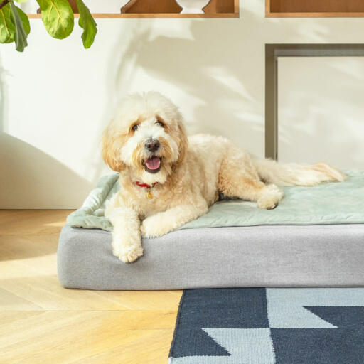 Dog Laying on Omlet Topology Dog Bed with Quilted Topper