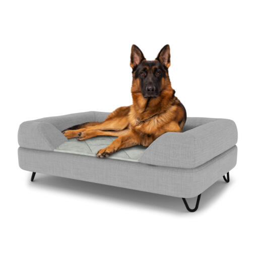 Chien assis sur un grand lit pour chien Topology avec traversin gris et pieds en épingle à cheveux en métal noir