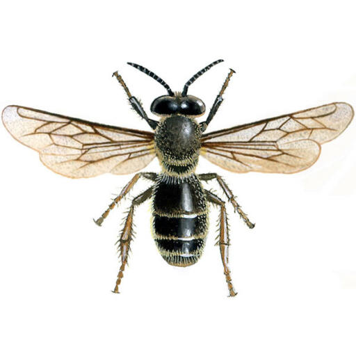 Honigbiene männliche drohne