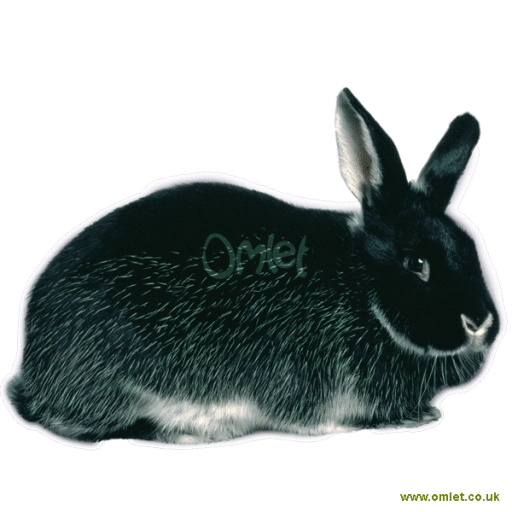 Conejo negro silverfox