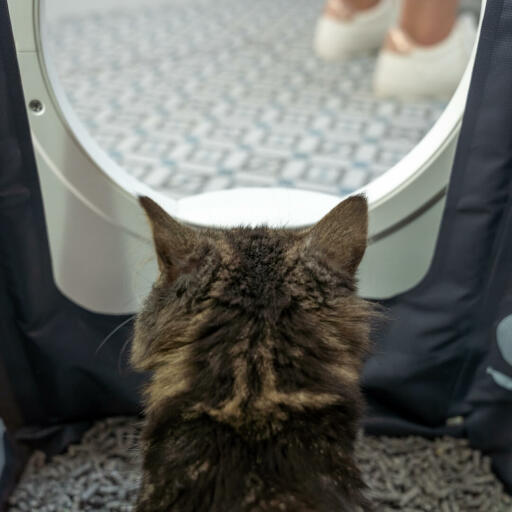 Kat sidder i Maya kat kattebakke møbler får privatliv
